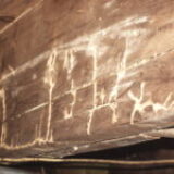 Termites & Wood Destroying Organisms (WDO)